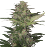 Семена конопли Auto Red Dwarf feminised Ganja Seeds Семена конопли Auto Red Dwarf feminised Ganja Seeds