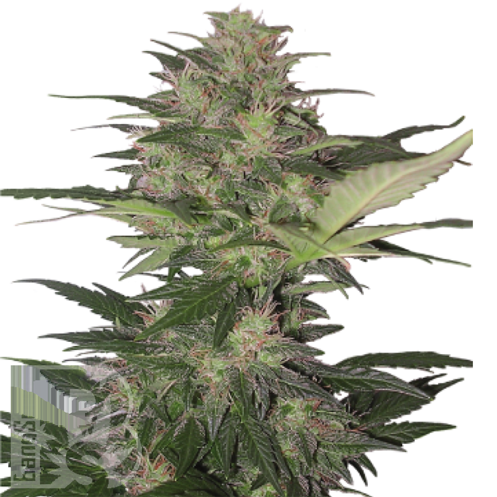 Семена Auto Red Dwarf feminised Ganja Seeds