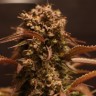 Семена Auto Red Dwarf feminised Ganja Seeds Семена Auto Red Dwarf feminised Ganja Seeds