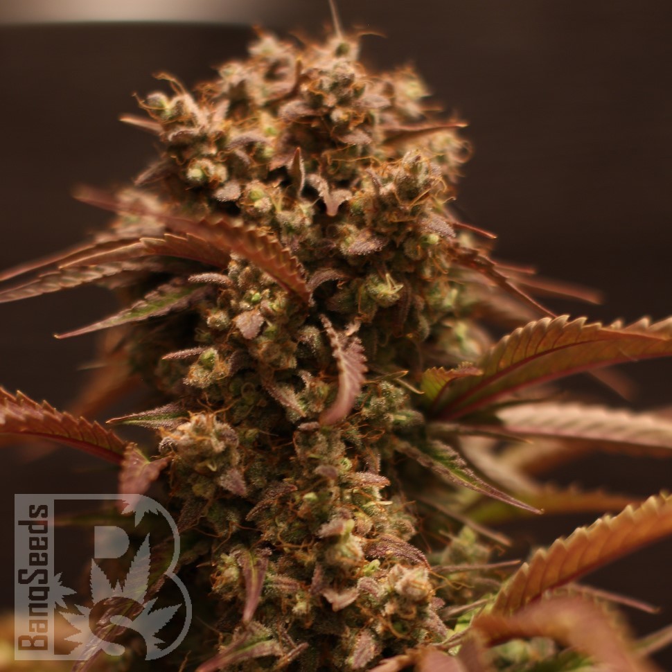 Семена Auto Red Dwarf feminised Ganja Seeds Семена Auto Red Dwarf feminised Ganja Seeds