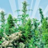 MIX feminised Ganja Seeds MIX feminised Ganja Seeds