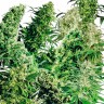 MIX feminised Ganja Seeds MIX feminised Ganja Seeds