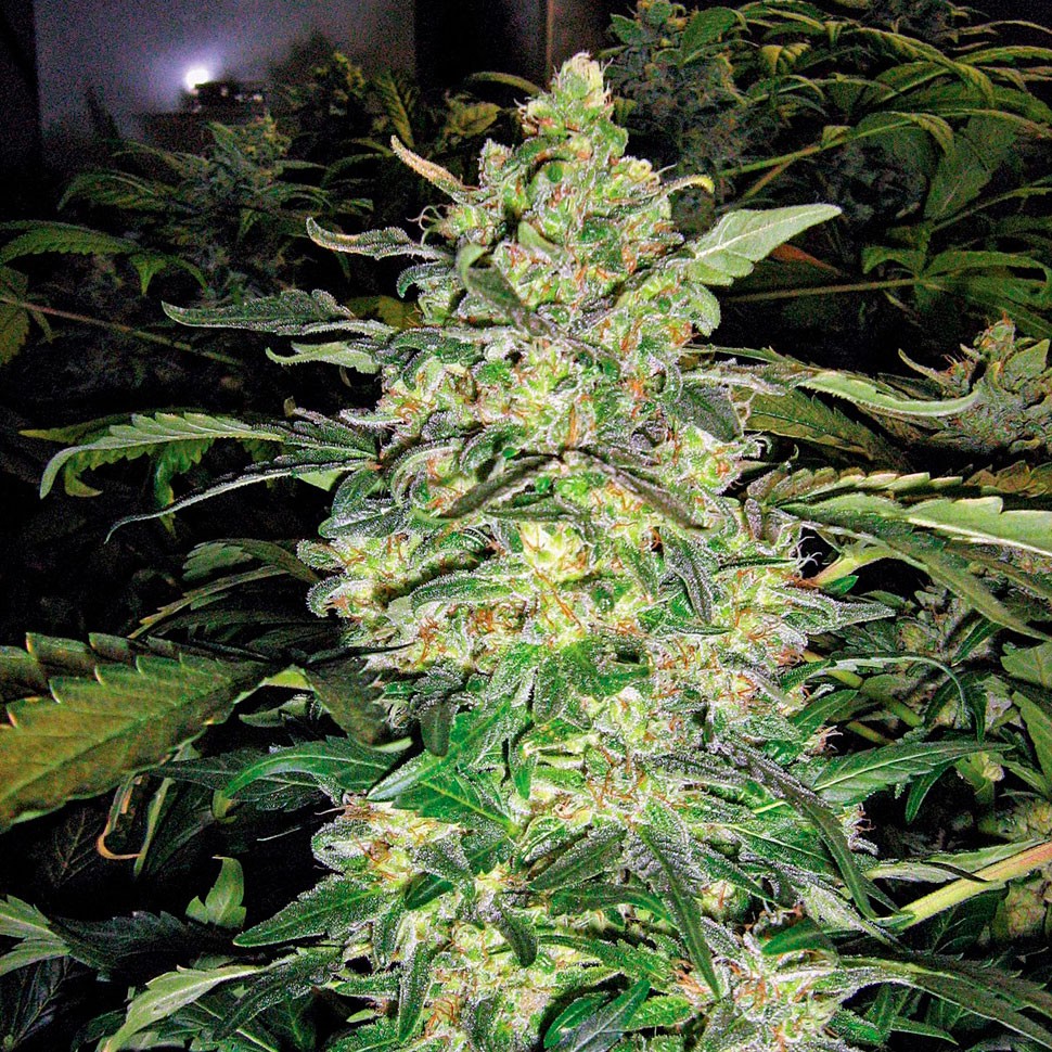 Семена конопли Great White Shark feminised Ganja Seeds