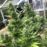 Семена ганжа Auto Turgai feminised Bang Seeds Семена ганжа Auto Turgai feminised Bang Seeds