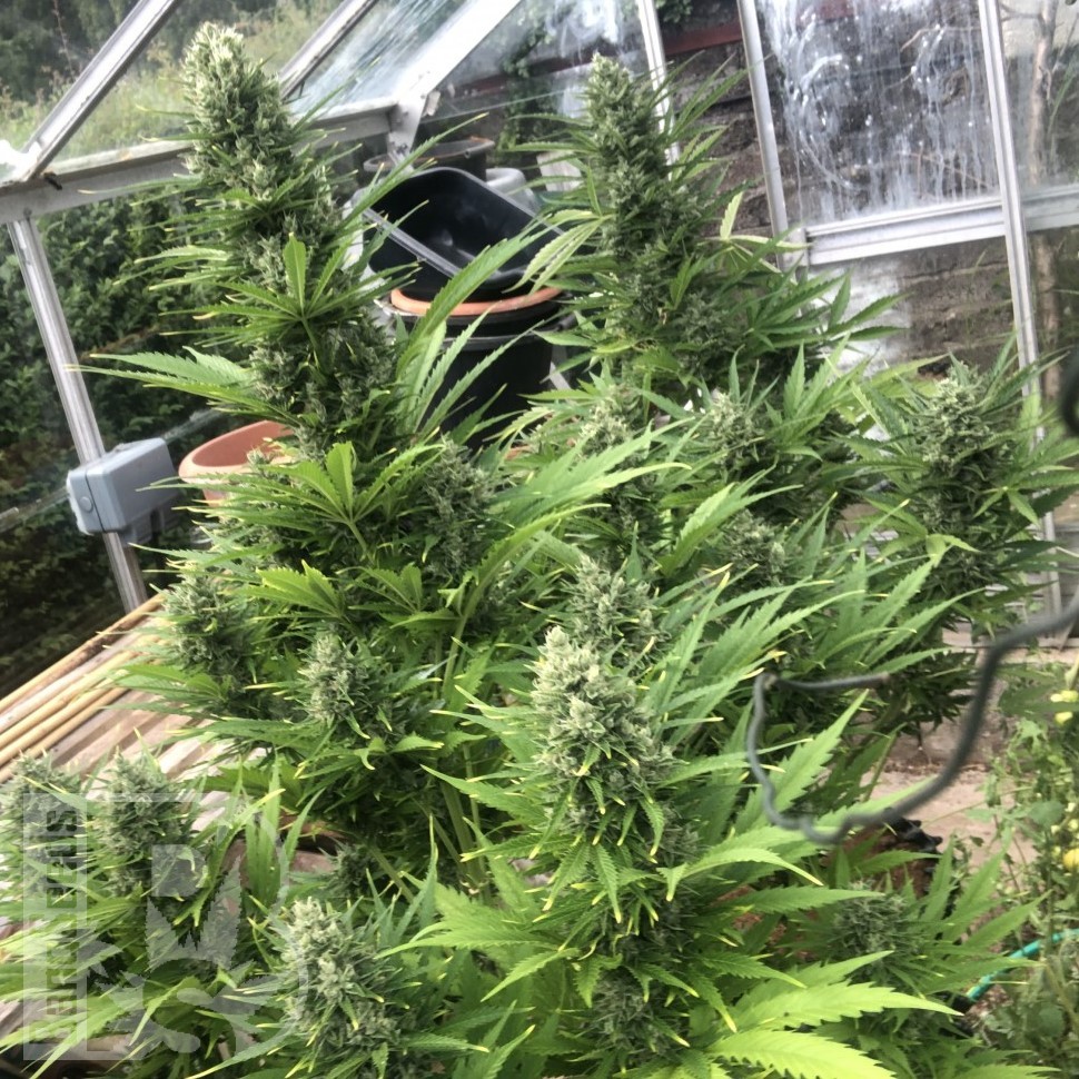 Семена ганжа Auto Turgai feminised Bang Seeds Семена ганжа Auto Turgai feminised Bang Seeds