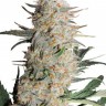 Семена ганжа Auto Turgai feminised Bang Seeds Семена ганжа Auto Turgai feminised Bang Seeds