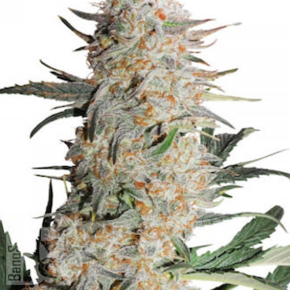 Семена ганжа Auto Turgai feminised Bang Seeds Семена ганжа Auto Turgai feminised Bang Seeds