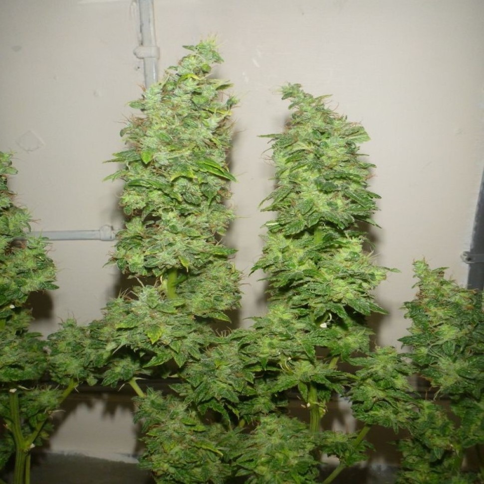 Семена Tangerine Dream feminised Ganja Seeds
