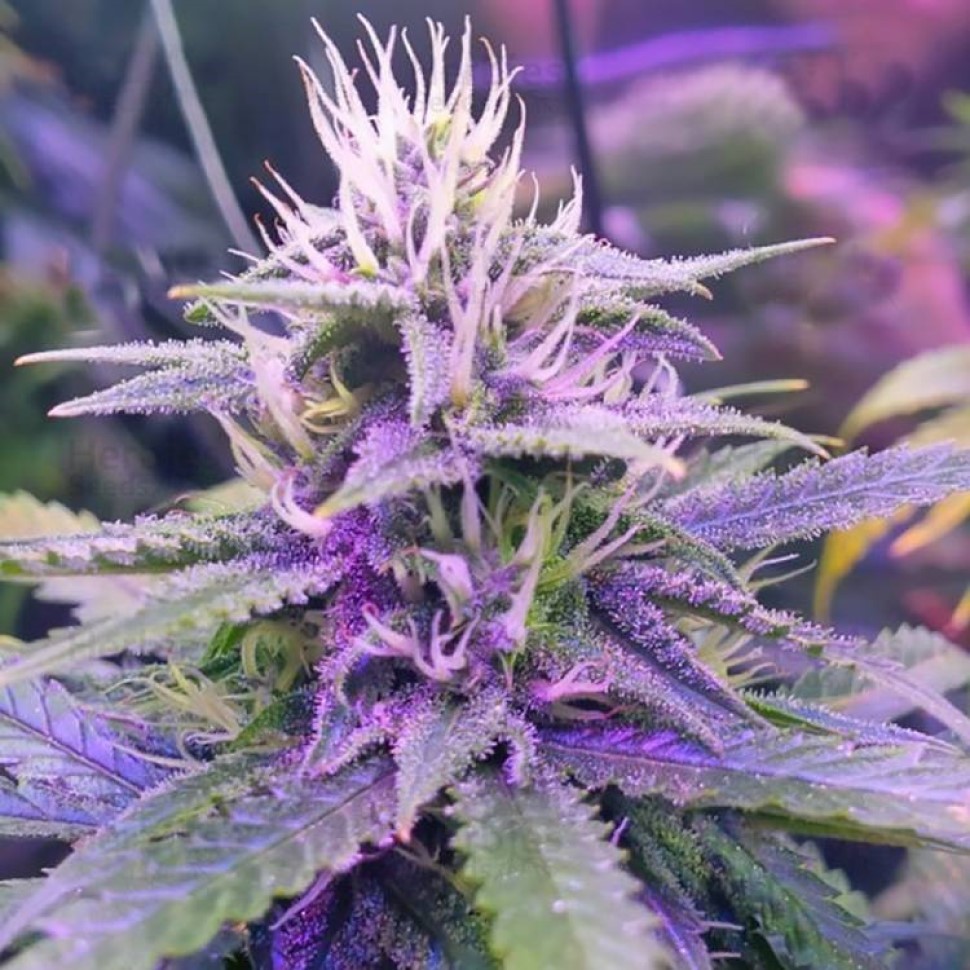 Купить семена для начинающих Tangerine Dream feminised Ganja Seeds Купить семена для начинающих Tangerine Dream feminised Ganja Seeds