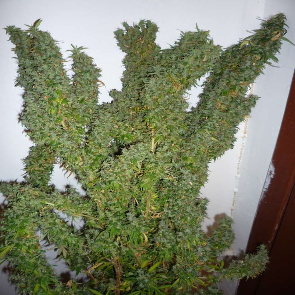 Купить дешево семена Tangerine Dream feminised Купить дешево семена Tangerine Dream feminised