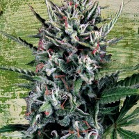 Auto Silver Bullet feminised Ganja Seeds
