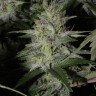 Molotov Cocktail feminised Ganja Seeds Molotov Cocktail feminised Ganja Seeds