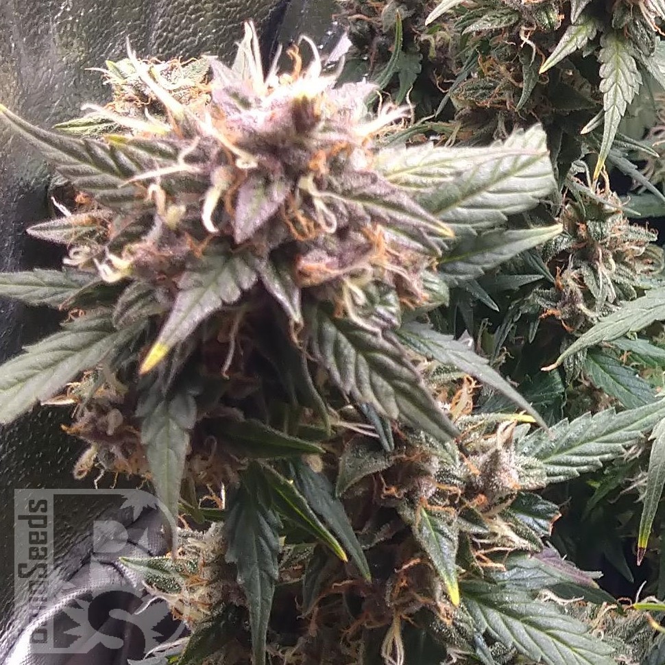 Molotov Cocktail feminised Ganja Seeds Molotov Cocktail feminised Ganja Seeds