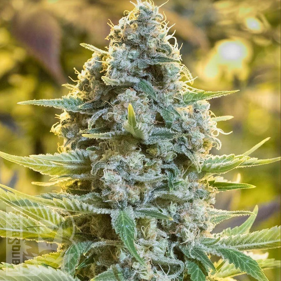 Molotov Cocktail feminised Ganja Seeds Molotov Cocktail feminised Ganja Seeds