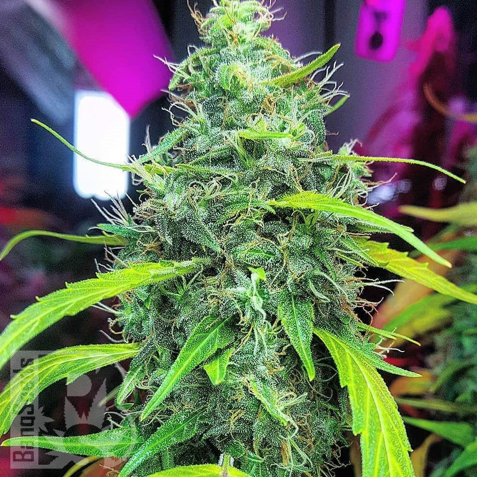 Molotov Cocktail feminised Ganja Seeds Molotov Cocktail feminised Ganja Seeds