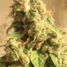 Molotov Cocktail feminised Ganja Seeds Molotov Cocktail feminised Ganja Seeds