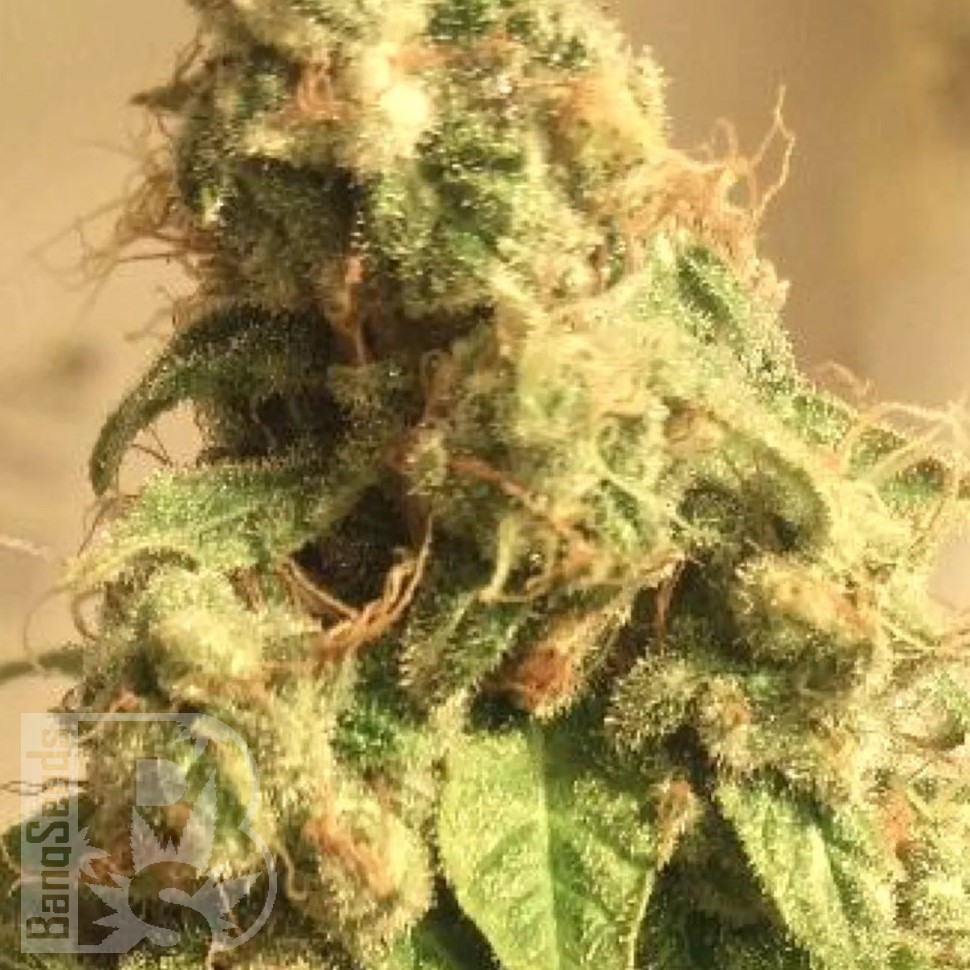 Molotov Cocktail feminised Ganja Seeds Molotov Cocktail feminised Ganja Seeds