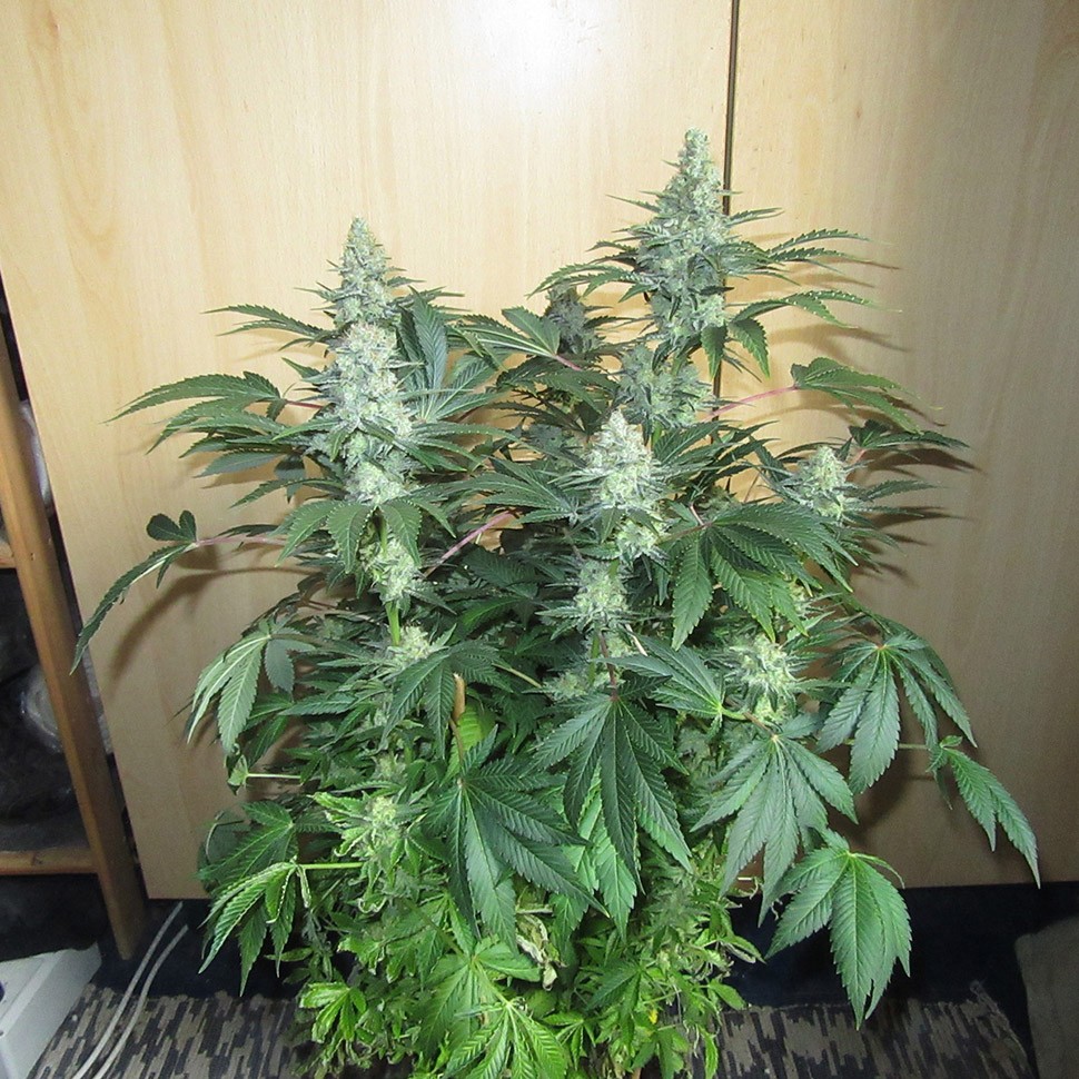 заказать семена конопли наложенным платежом Auto Mohan Ram reg заказать семена конопли наложенным платежом Auto Mohan Ram reg