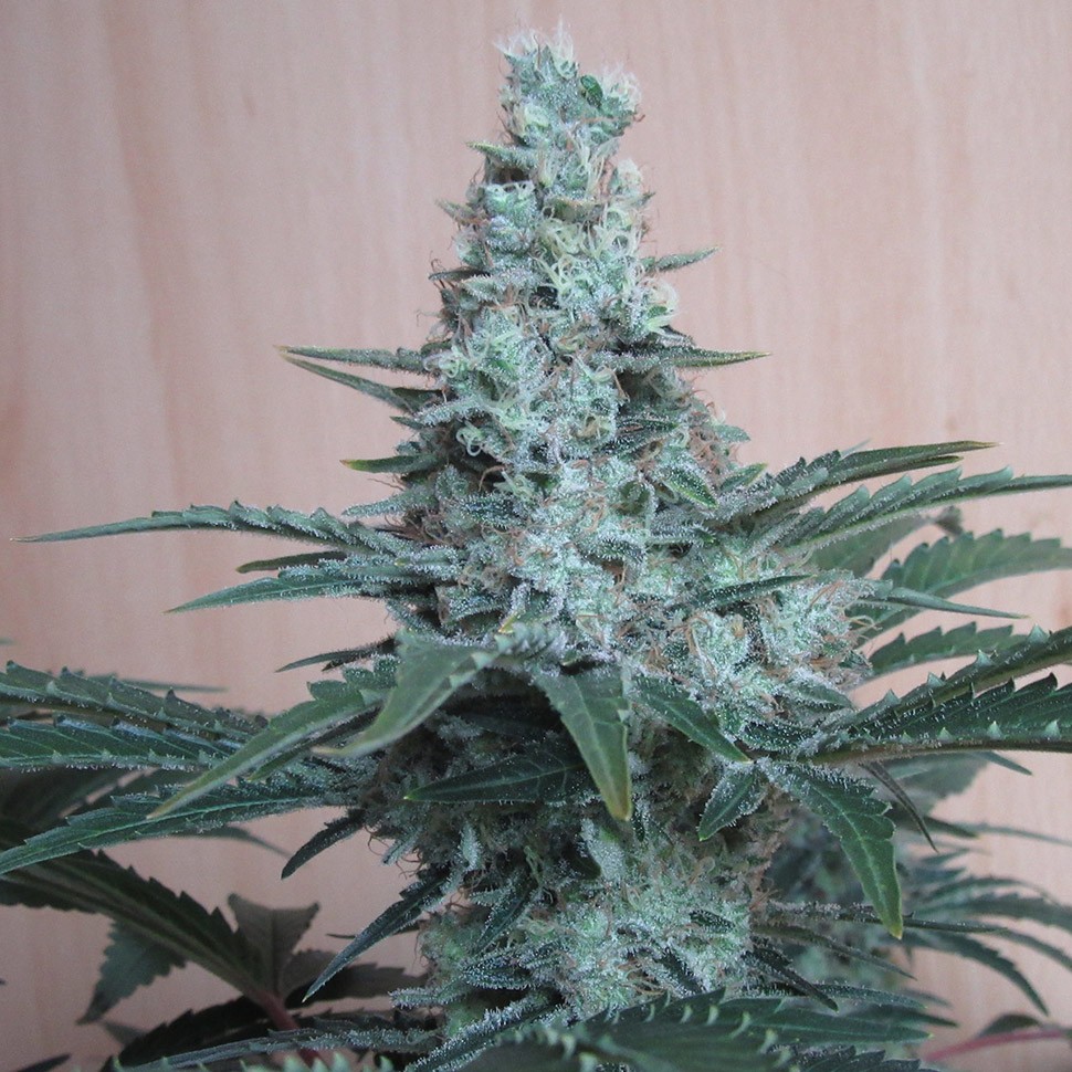 заказать семена конопли почтой Auto Mohan Ram reg заказать семена конопли почтой Auto Mohan Ram reg