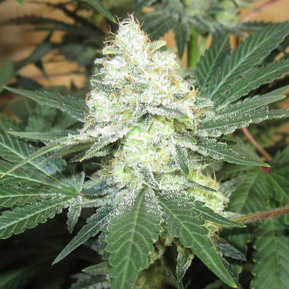 Семена конопли Auto Mohan Ram regular Ganja Seeds