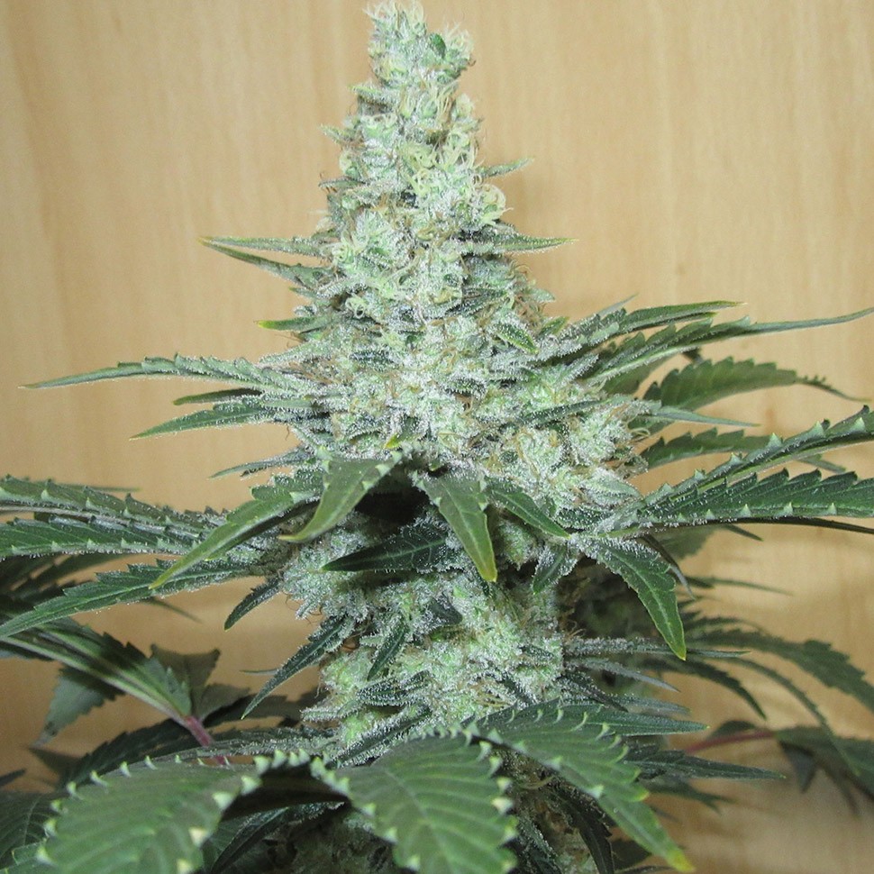 купить мощные семена конопли Auto Mohan Ram reg купить мощные семена конопли Auto Mohan Ram reg