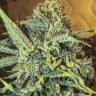 Семена каннабиса Top 44 feminised Ganja Seeds Семена каннабиса Top 44 feminised Ganja Seeds