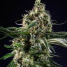 Семена каннабиса Top 44 feminised Ganja Seeds Семена каннабиса Top 44 feminised Ganja Seeds
