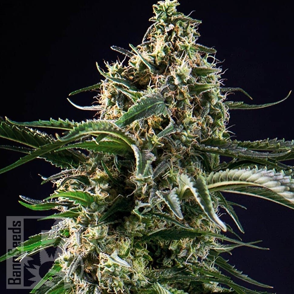 Семена каннабиса Top 44 feminised Ganja Seeds Семена каннабиса Top 44 feminised Ganja Seeds
