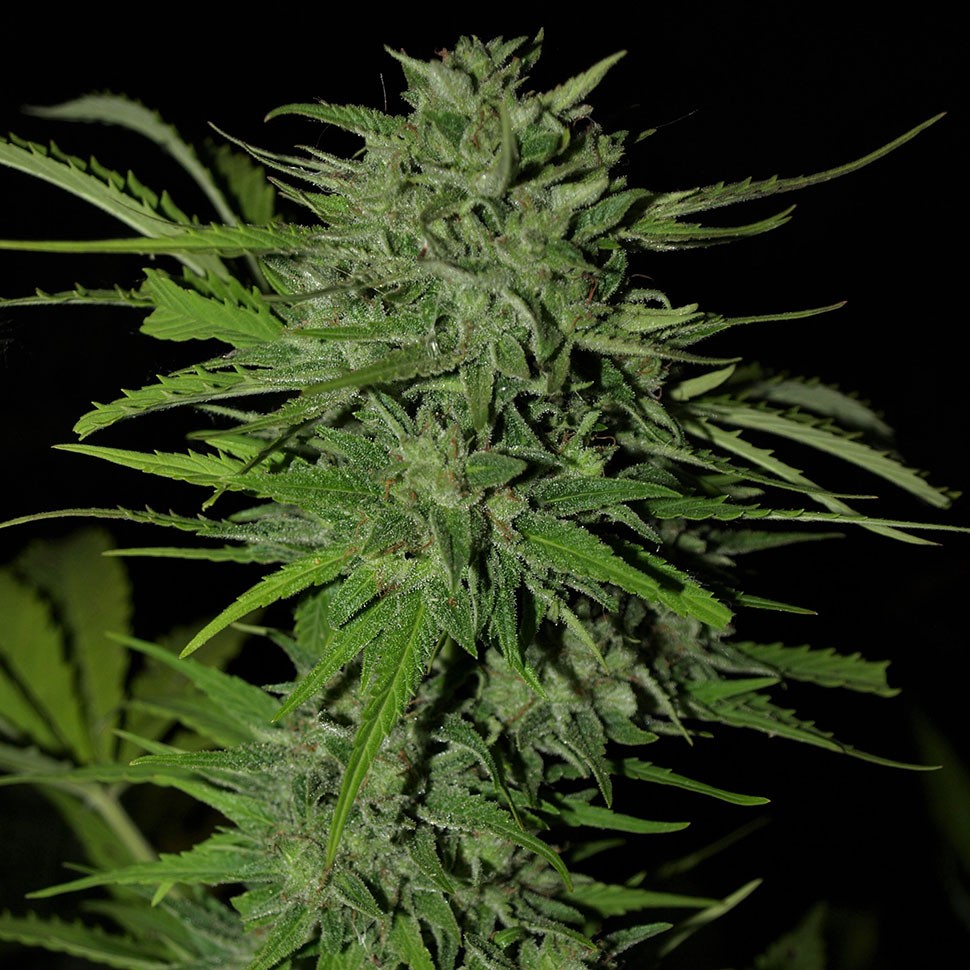 Семена Auto Ungurtas feminised Bang Seeds