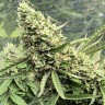 Семена Auto Ungurtas feminised Bang Seeds Семена Auto Ungurtas feminised Bang Seeds