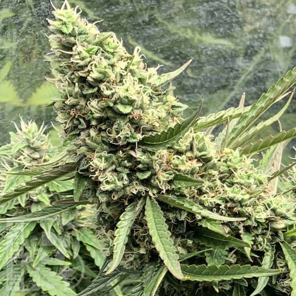 Семена Auto Ungurtas feminised Bang Seeds Семена Auto Ungurtas feminised Bang Seeds