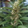 Где купить чемпионов семян S.A.D. Sweet Afgani Delicious feminised Ganja Seeds Fast Version Где купить чемпионов семян S.A.D. Sweet Afgani Delicious feminised Ganja Seeds Fast Version