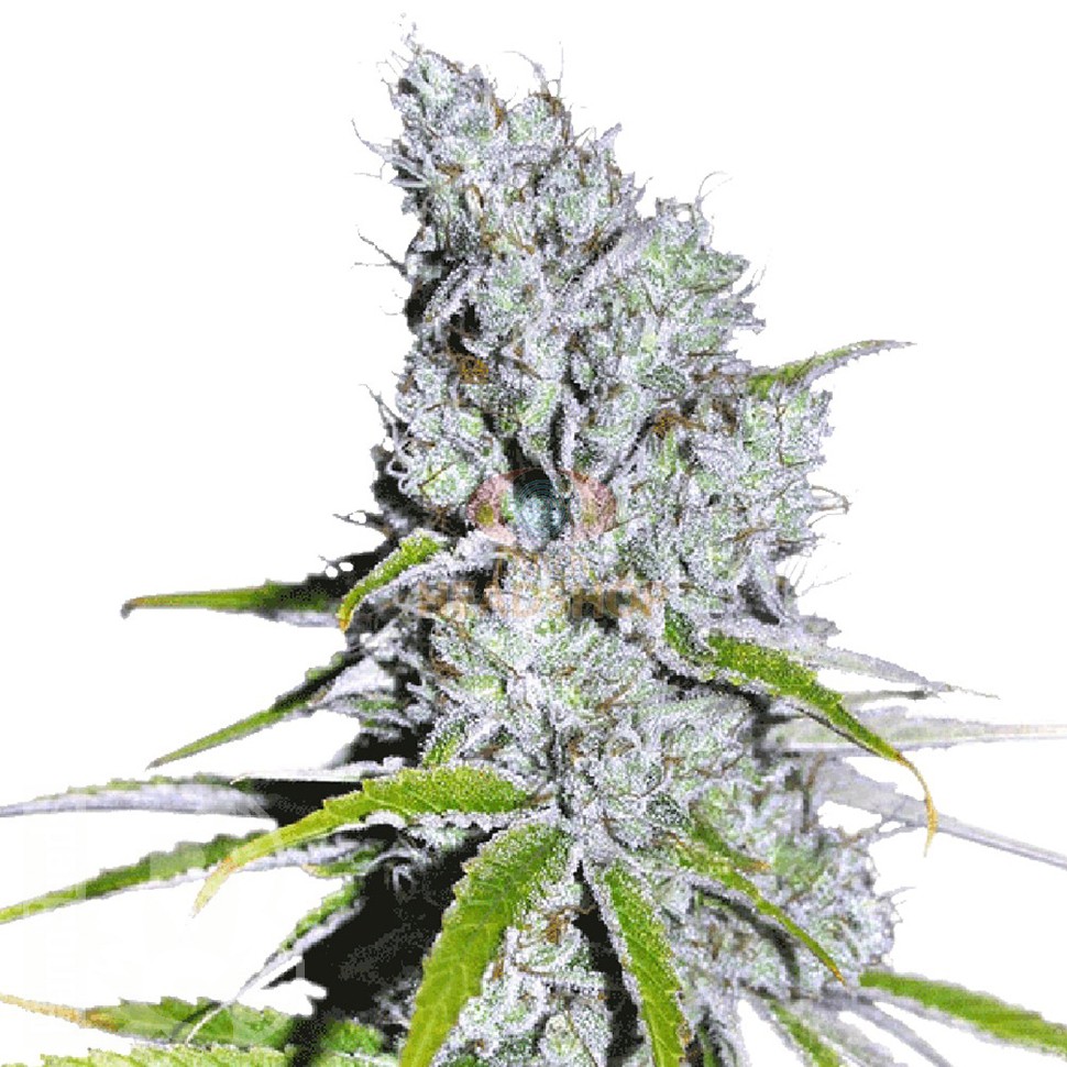 Семена ганжа Auto Skunk Haze feminised Ganja Seeds