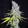 Семена конопли Auto Skunk Haze feminised Ganja Seeds Семена конопли Auto Skunk Haze feminised Ganja Seeds