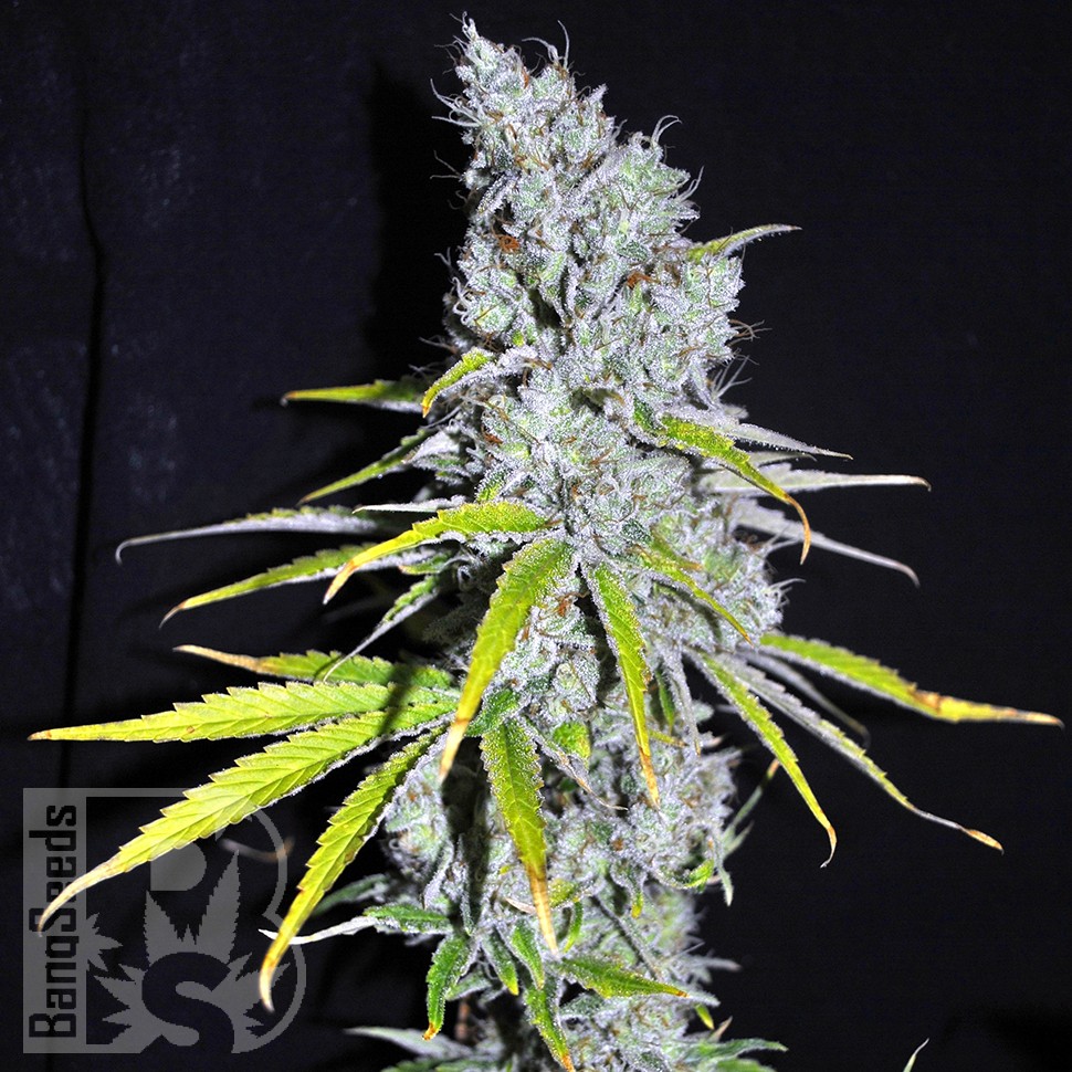 Семена конопли Auto Skunk Haze feminised Ganja Seeds Семена конопли Auto Skunk Haze feminised Ganja Seeds