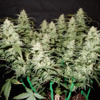 Auto Gorilla Glue CBD feminised Ganja Seeds
