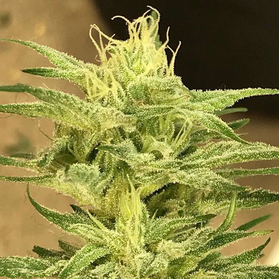 Семена конопли Satori feminised Ganja Seeds