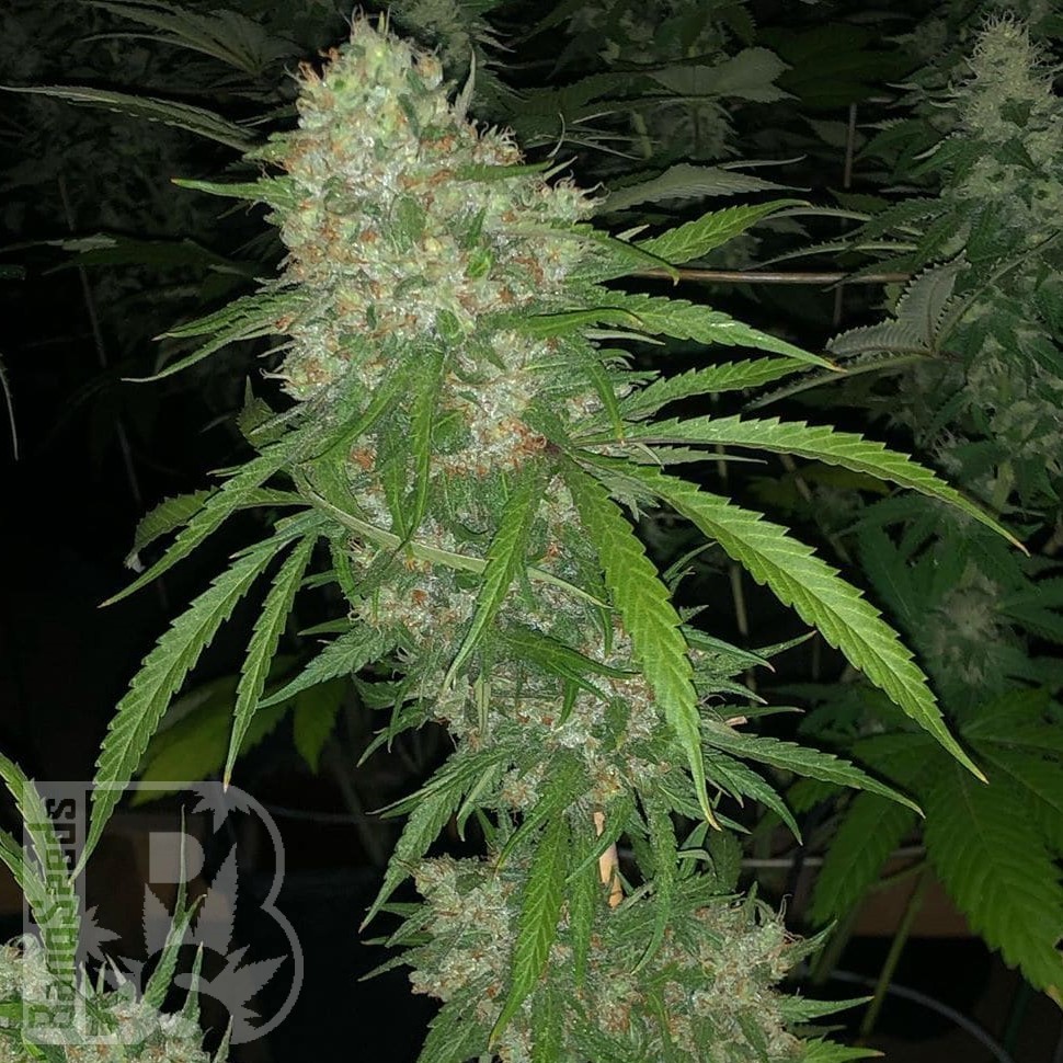 Семена конопли Satori feminised Ganja Seeds Семена конопли Satori feminised Ganja Seeds