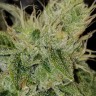 Семена конопли Satori feminised Ganja Seeds Семена конопли Satori feminised Ganja Seeds