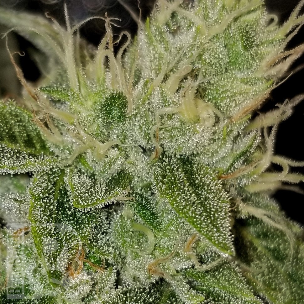 Семена конопли Satori feminised Ganja Seeds Семена конопли Satori feminised Ganja Seeds