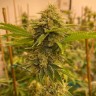 Семена конопли Satori feminised Ganja Seeds Семена конопли Satori feminised Ganja Seeds