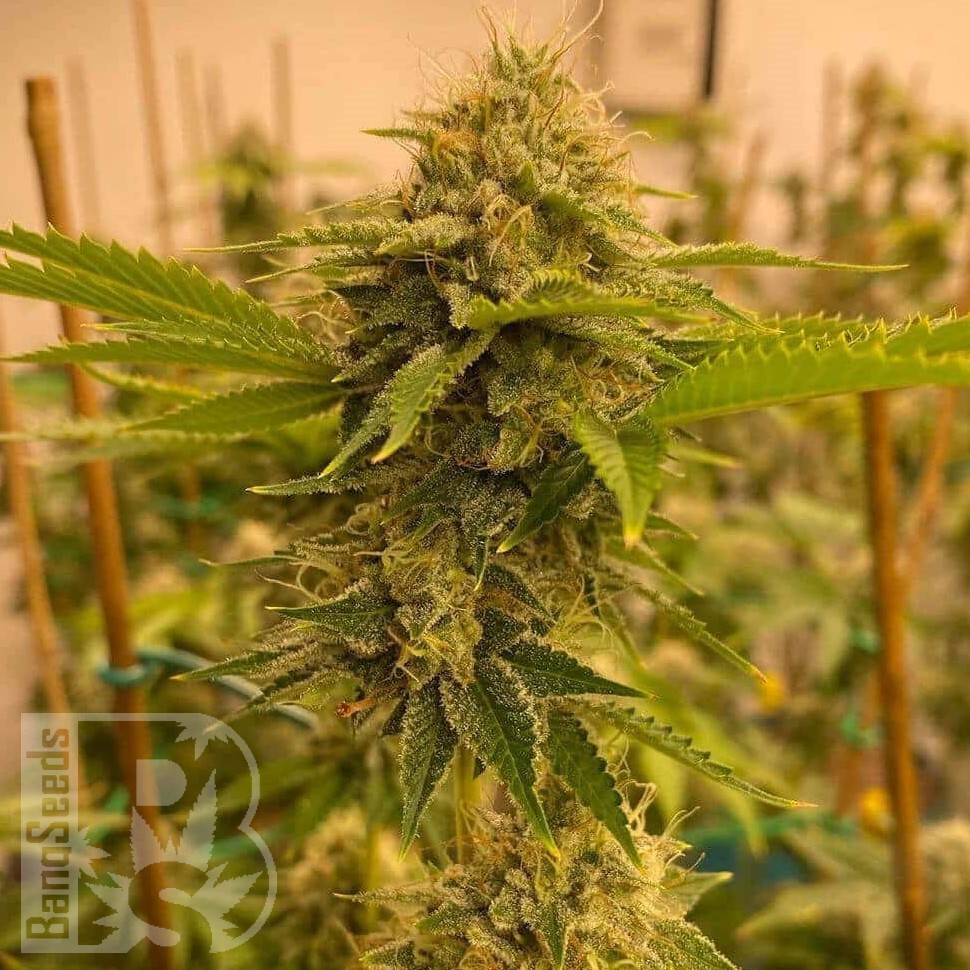 Семена конопли Satori feminised Ganja Seeds Семена конопли Satori feminised Ganja Seeds
