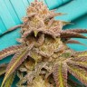 Семена конопли Satori feminised Ganja Seeds Семена конопли Satori feminised Ganja Seeds