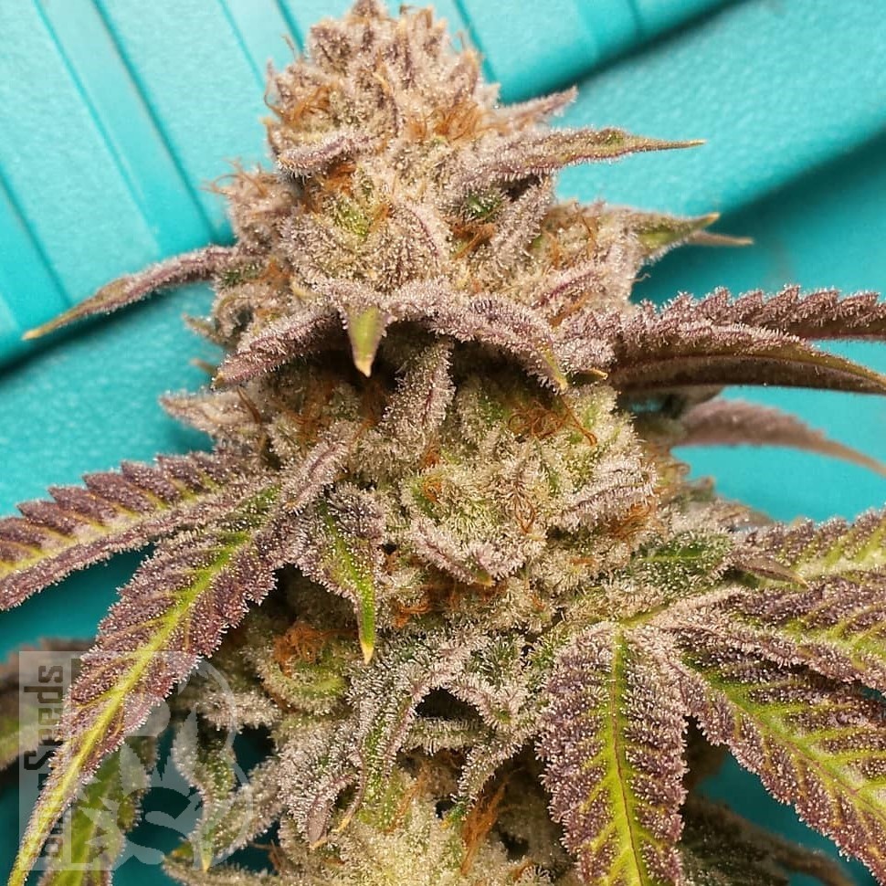 Семена конопли Satori feminised Ganja Seeds Семена конопли Satori feminised Ganja Seeds
