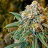 купить семена конопли недорого New York City feminised купить семена конопли недорого New York City feminised