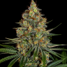 Семена New York City feminised Ganja Seeds Семена New York City feminised Ganja Seeds