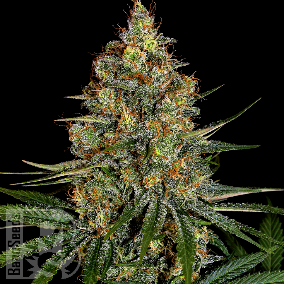 Семена New York City feminised Ganja Seeds