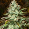 Семена New York City feminised Ganja Seeds Семена New York City feminised Ganja Seeds