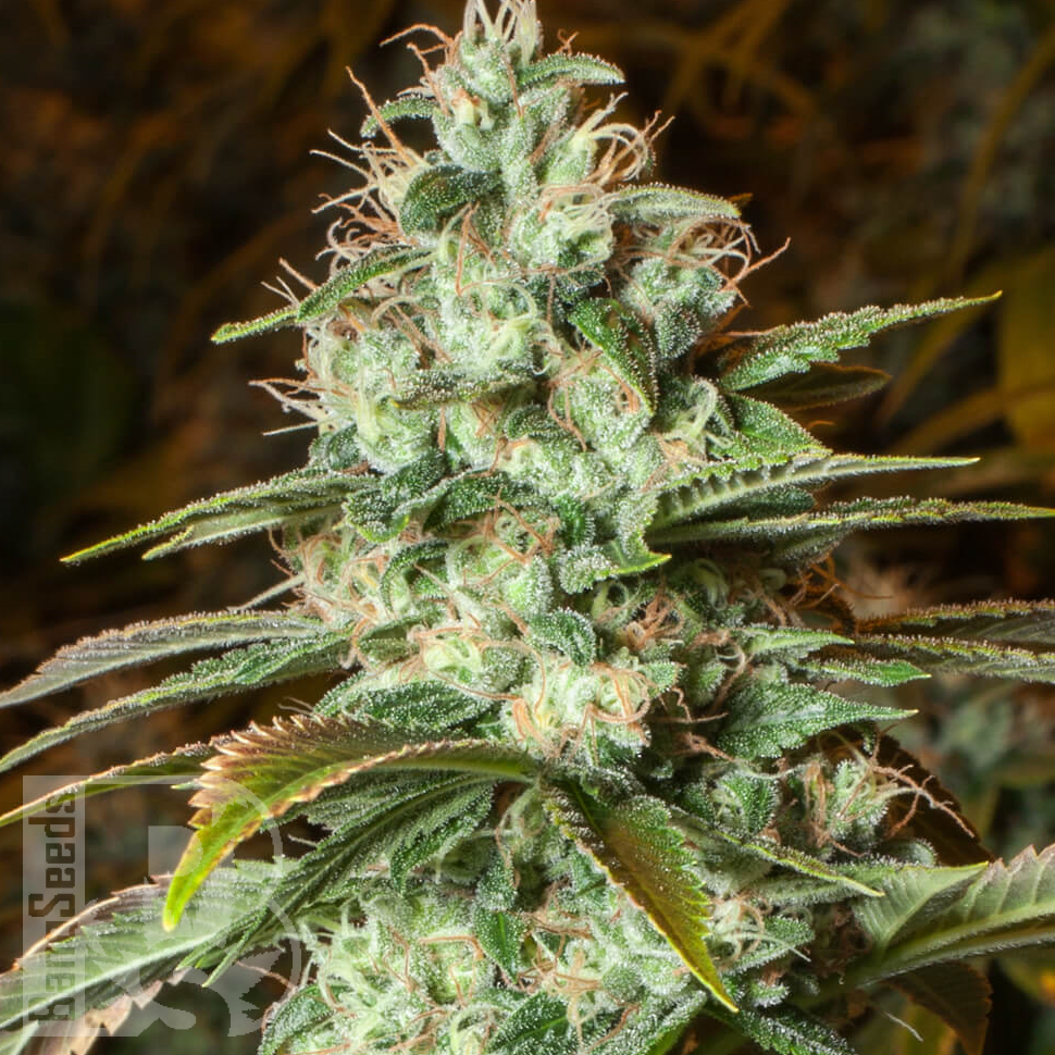 Семена New York City feminised Ganja Seeds Семена New York City feminised Ganja Seeds