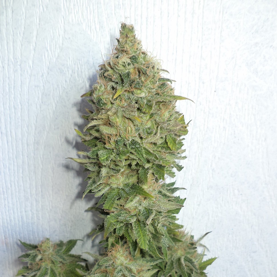 Семена конопли Auto Mamba Negra feminised Ganja Seeds